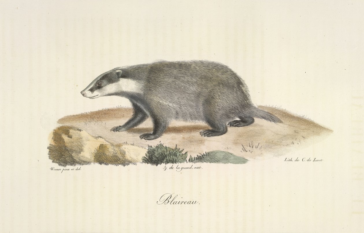Grævling, Grævling, fra Natural History of Pattedyr (farve litho) af French School
