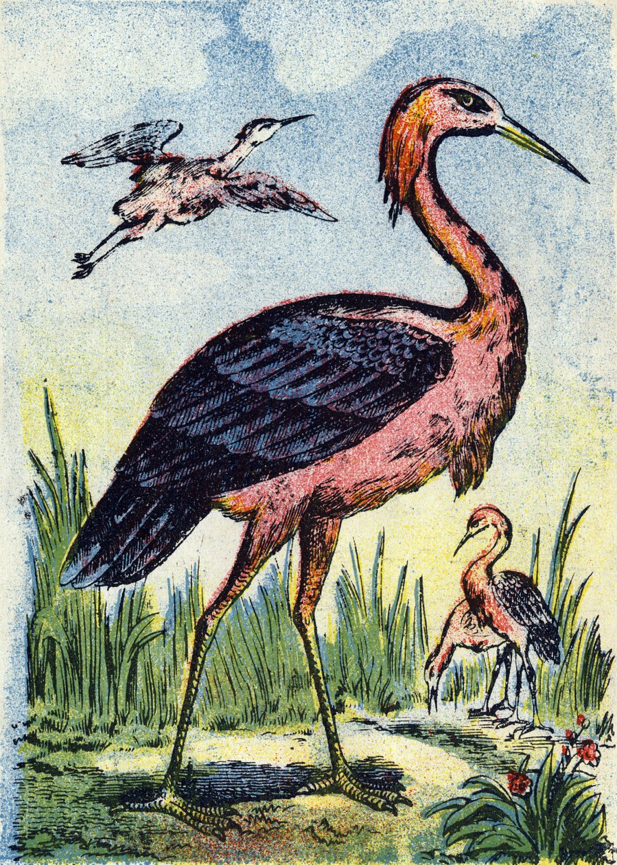 Blå hejre: Fugleørn, der lever af orme og krybdyr. Lever i USA og Caribien. Stik i "Alphabet des oiseaux"". Billede af Pont-a-Mousson, Marcel og/eller Louis Vagne, trykker og forlægger, slutningen af 1800-tallet. 16 sider. Dim: 20,5 x 14 c af French School