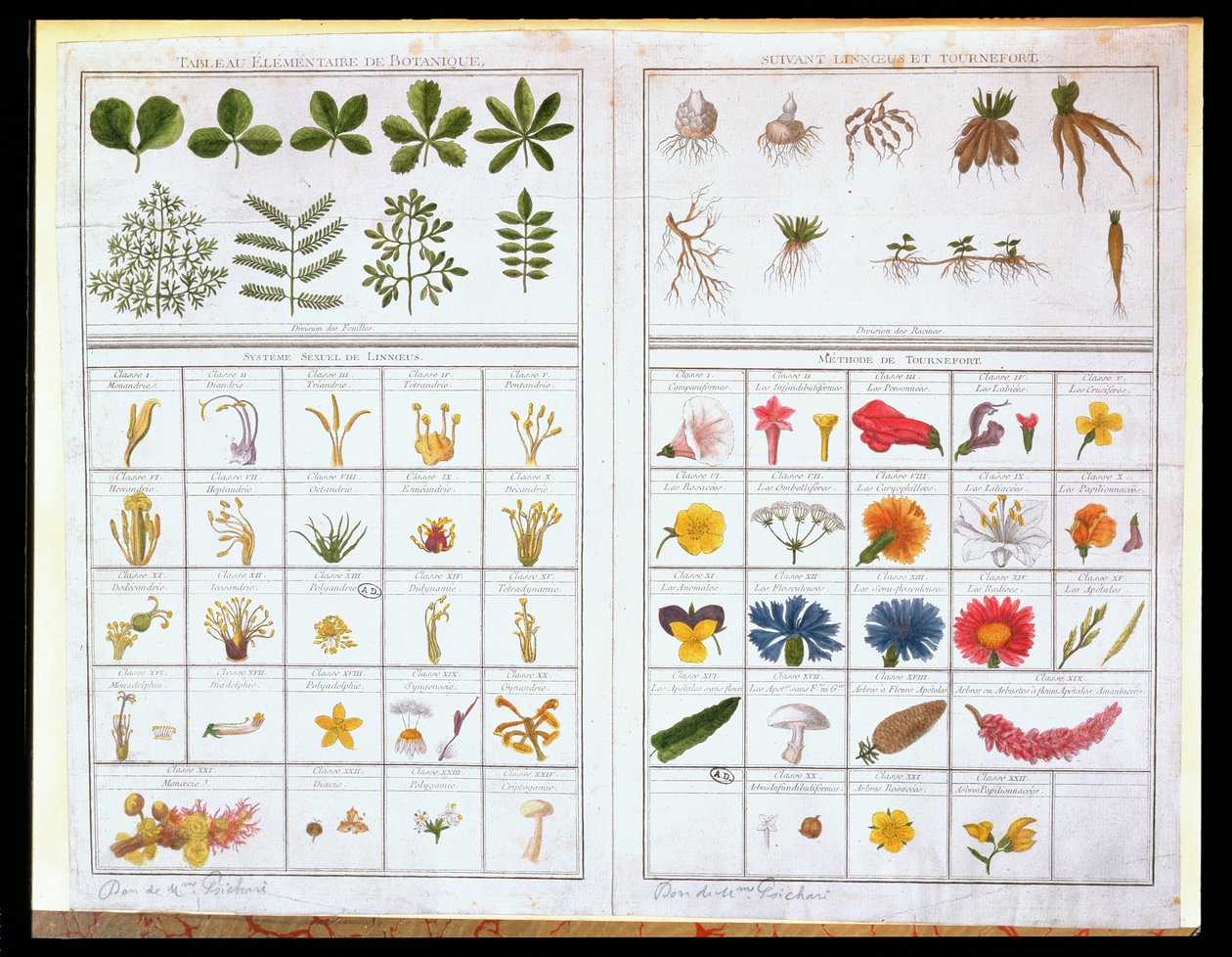 Botanisk tabel efter Carl von Linne (1707-78) og efter Joseph Pitton de Tournefort (1656-1708), slutningen af 1700-tallet (farvestik) af French School