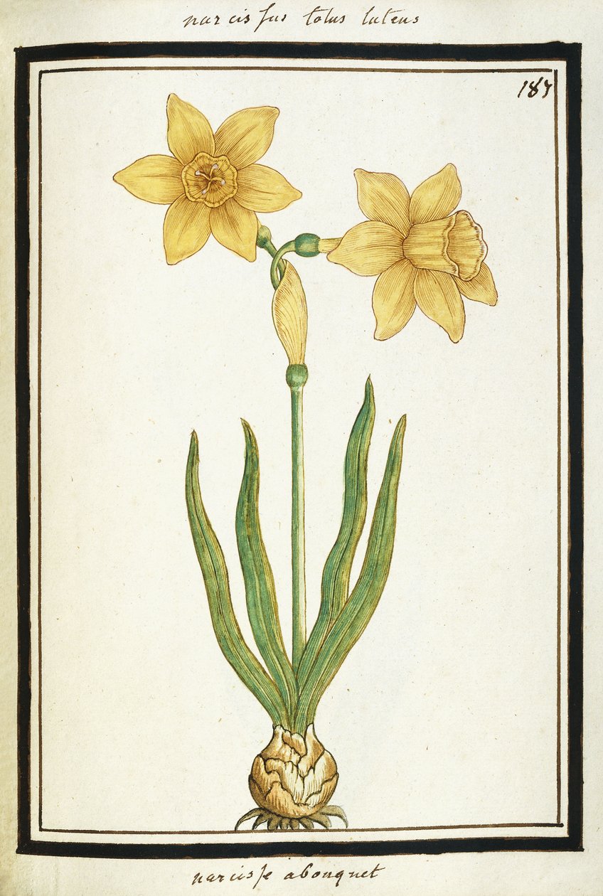 Buket Narcissus, ca. 1700 (akvareltegning, indrammet i sort) af French School