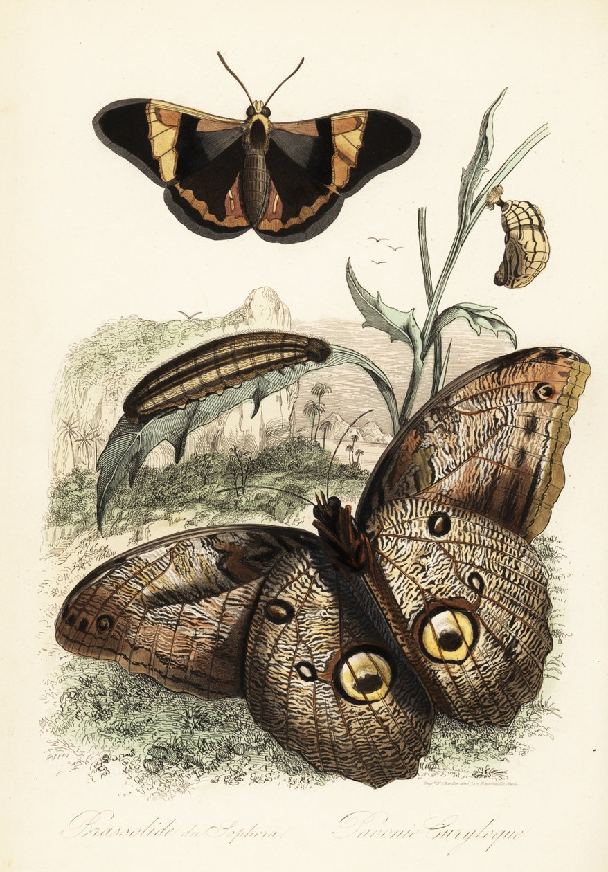Brassolis sophorae sommerfugl, puppe og larve larve af French School