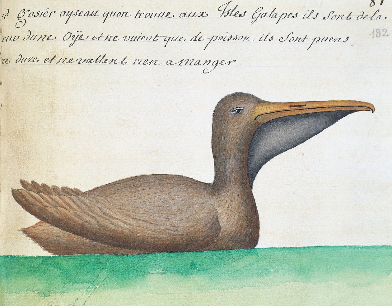 Brun pelikan (Pelecanus occidentalis), Galapagosøerne, akvarel fra logbog af Jacques Gouin de Beauchesne (1652-1730), kaptajn på Compagnie royale de la Mer du Sud, fra 1698 til 1701, Frankrig af French School