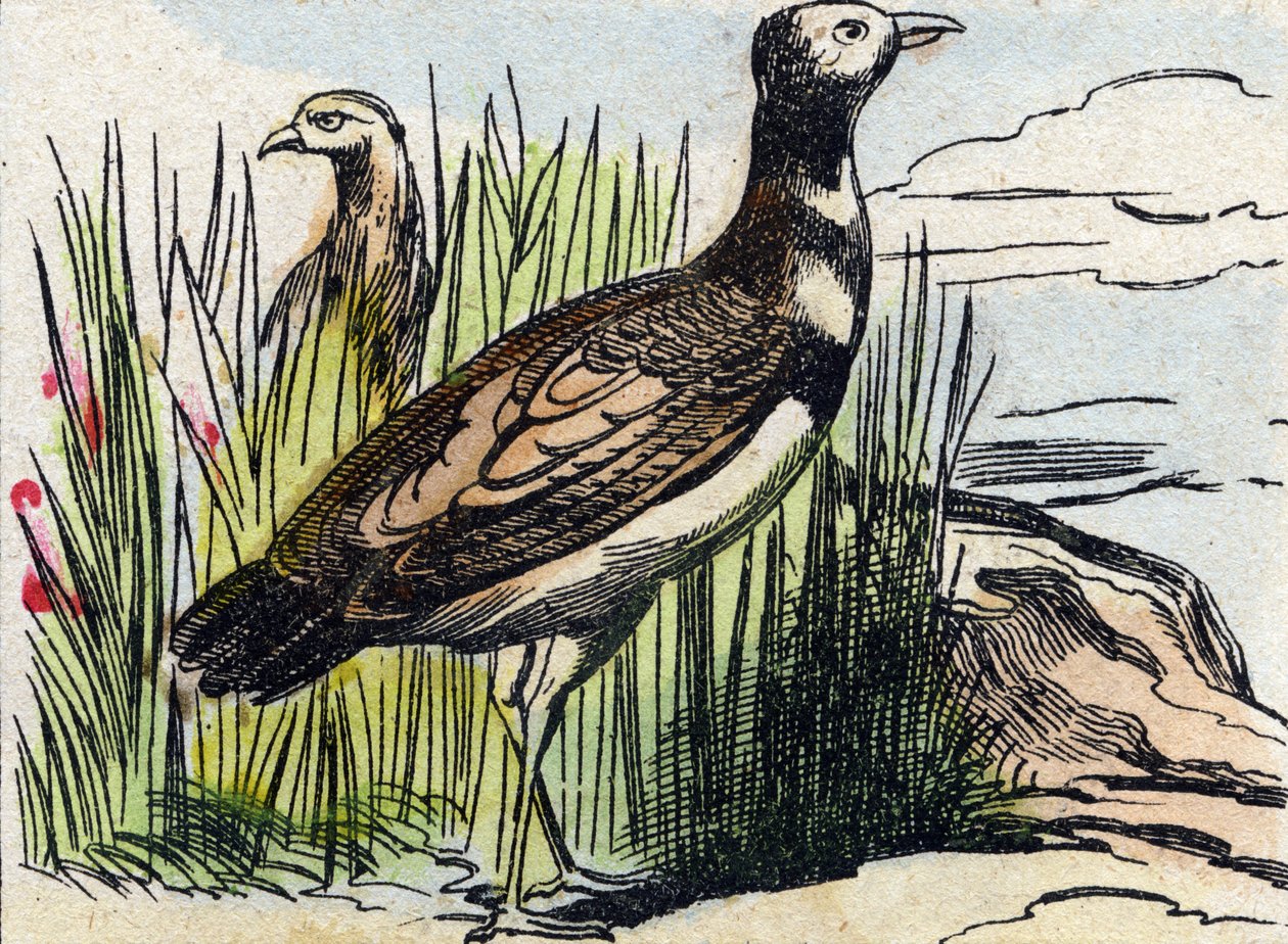 Bustard. Indgravering i "Buffon Alphabet des Oiseaux n 1". 3. Serie N 1. Billeddannelse af Epinal, Epinal, slutningen af det 19. århundrede. 16 sider. Mål: 28x21 cm af French School