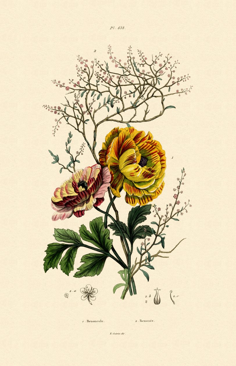 Smørblomst, 1833-39 af French School