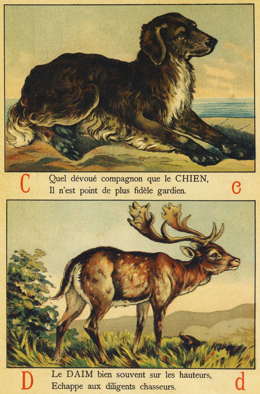 C som hund og D som ruskind af French School