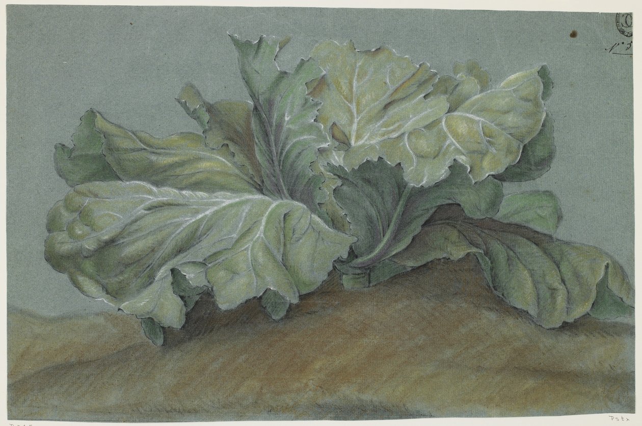 Kålplante (kridt på papir) af French School