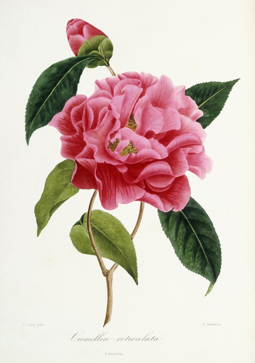Camellia reticulata, 1839-1943 af French School