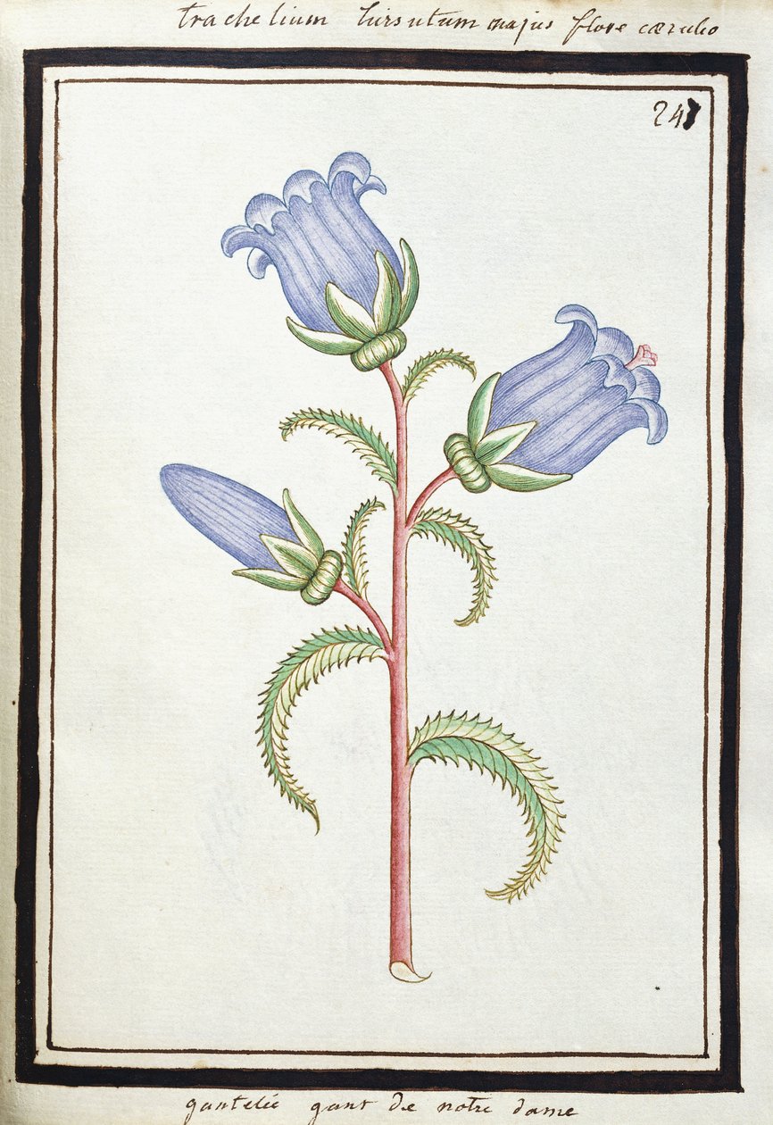 Campanula Trachelium, ca. 1700 (akvareltegning, indrammet i sort) af French School
