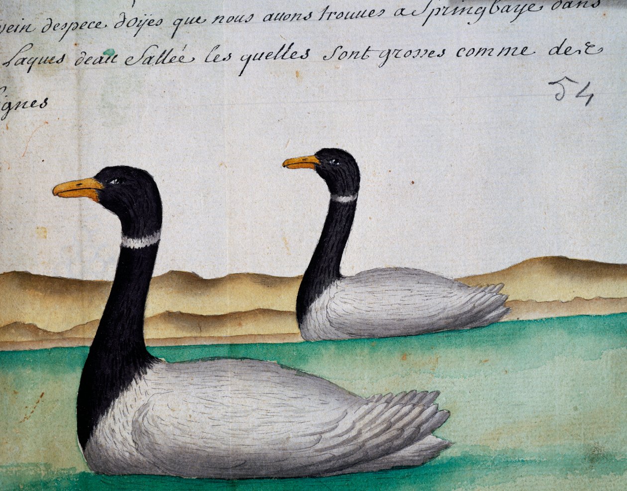 Canada Gæs, Springbaye, Salt Lakes Region, akvarel fra logbog af Jacques Gouin de Beauchesne (1652-1730), kaptajn på Compagnie royale de la Mer du Sud, fra 1698 til 1701, Frankrig af French School