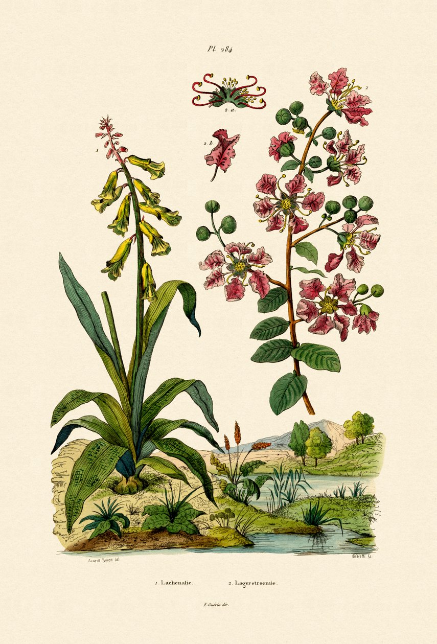 Cape Cowslip, 1833-39 af French School