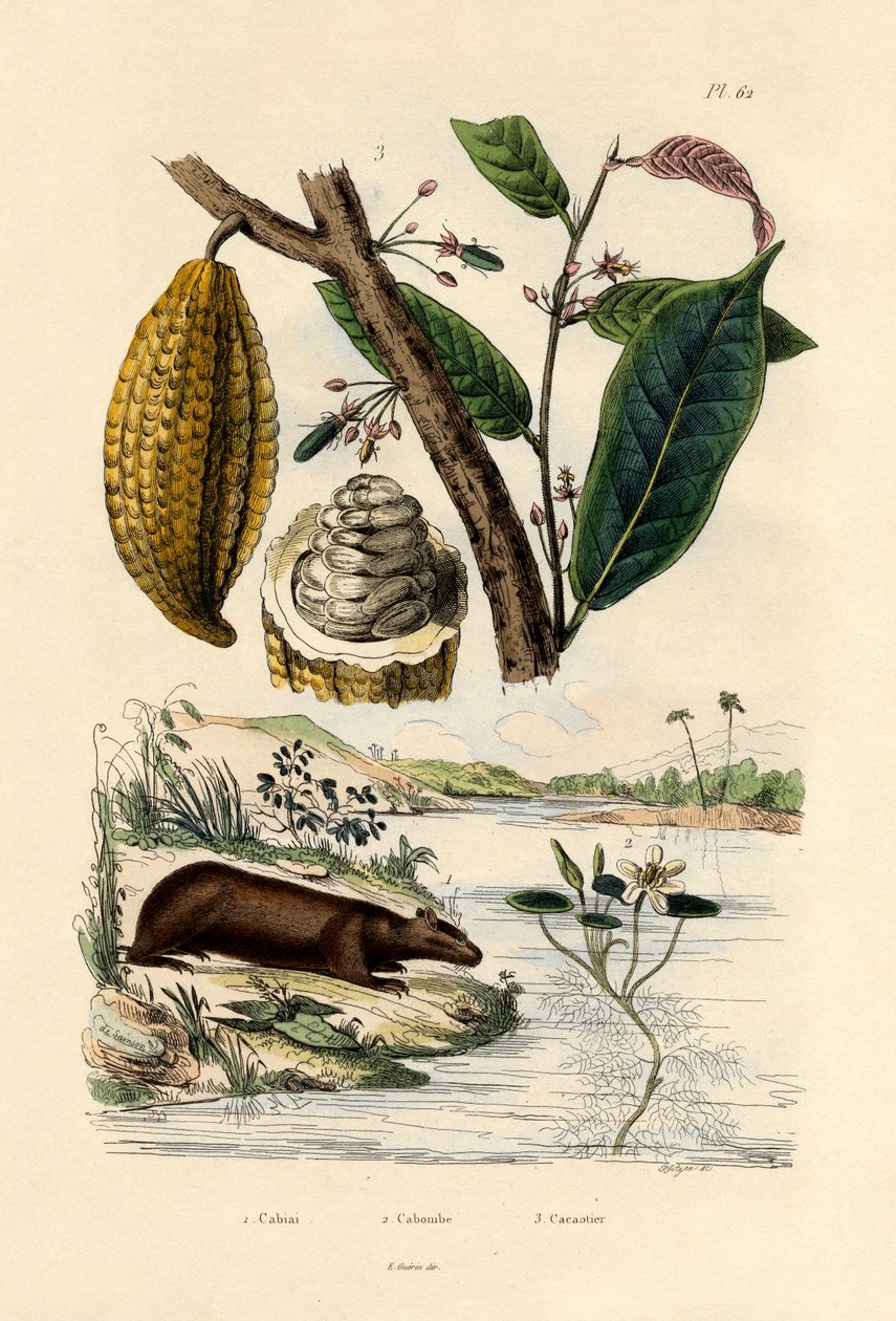 Capybara, 1833-39 af French School