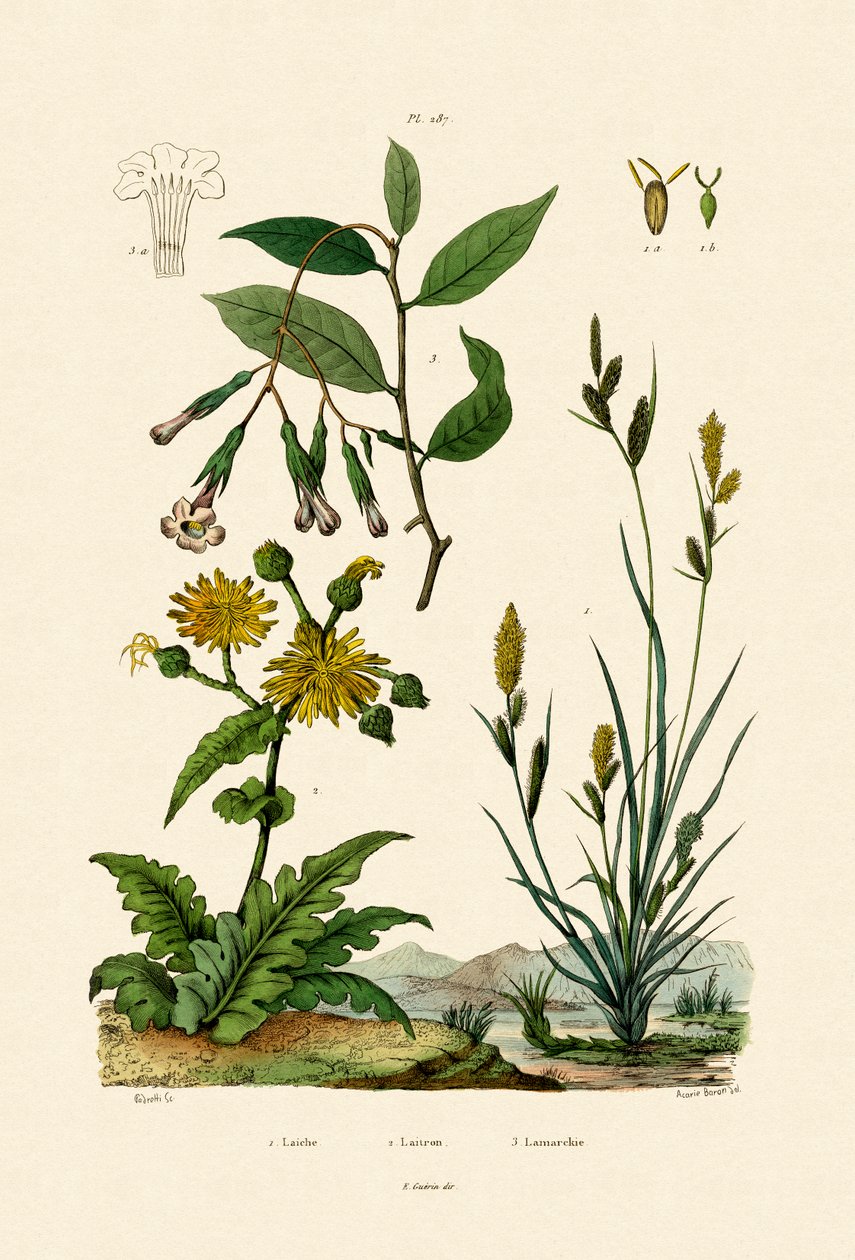 Carex, 1833-39 af French School
