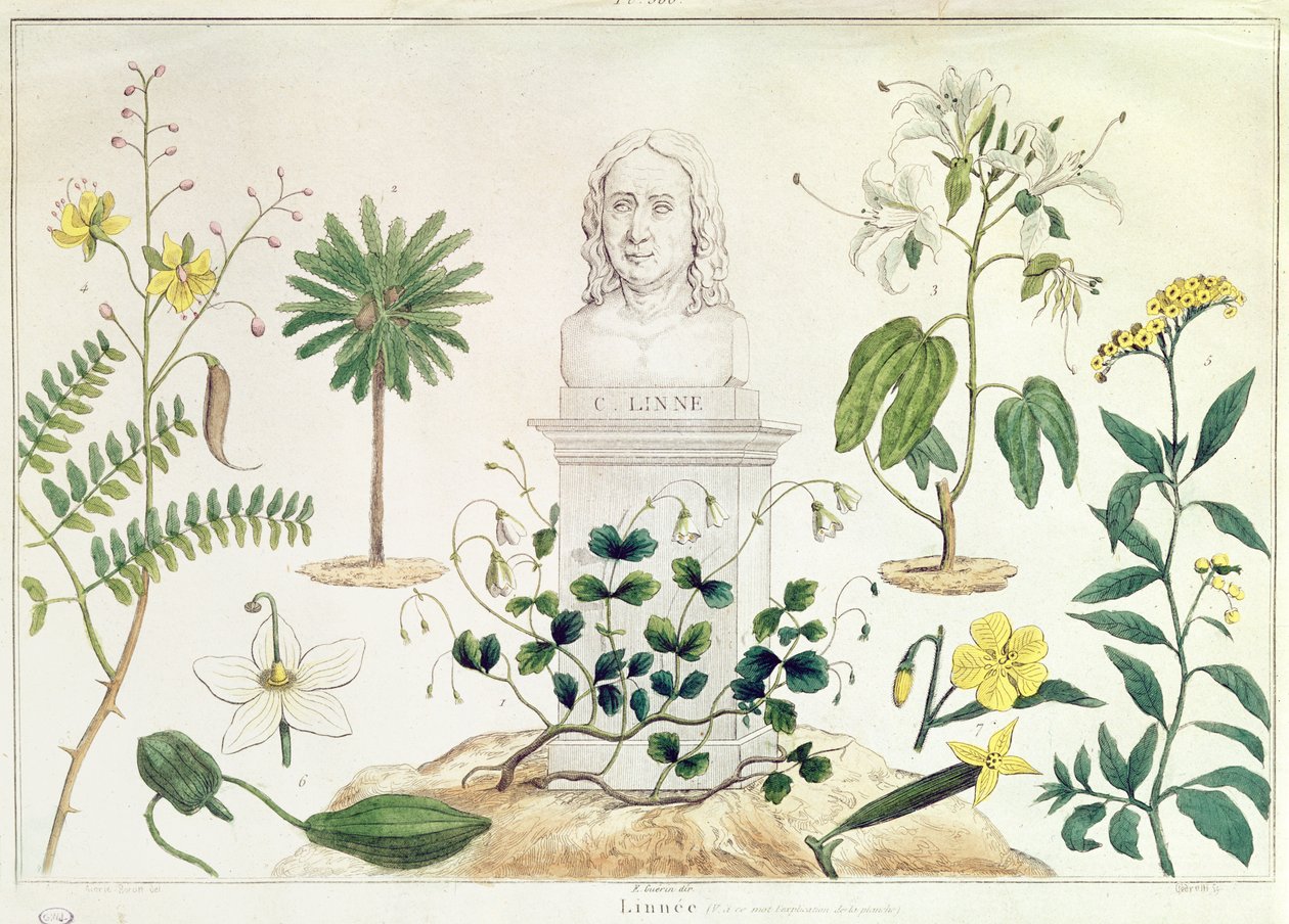 Carolus Linnaeus (1707-78) omgivet af nogle af de planter, han klassificerede (farvegravering) af French School