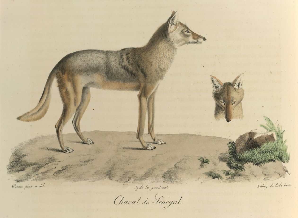 Sjakal fra Senegal. En sjakal fra Senegal, fra Natural History of Mammals (farve litho) af French School