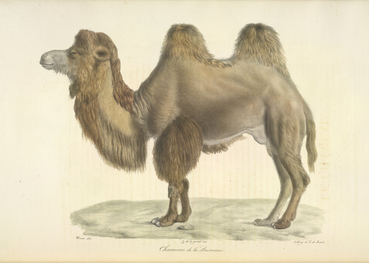 Bactrian Camel, Bactrian Camel, fra Natural History of Pattedyr (farve litho) af French School