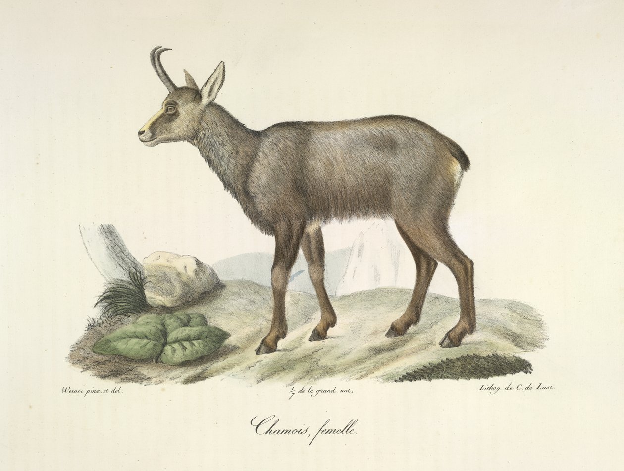Gemse, hun, fra Natural History of Pattedyr (farve litho) af French School