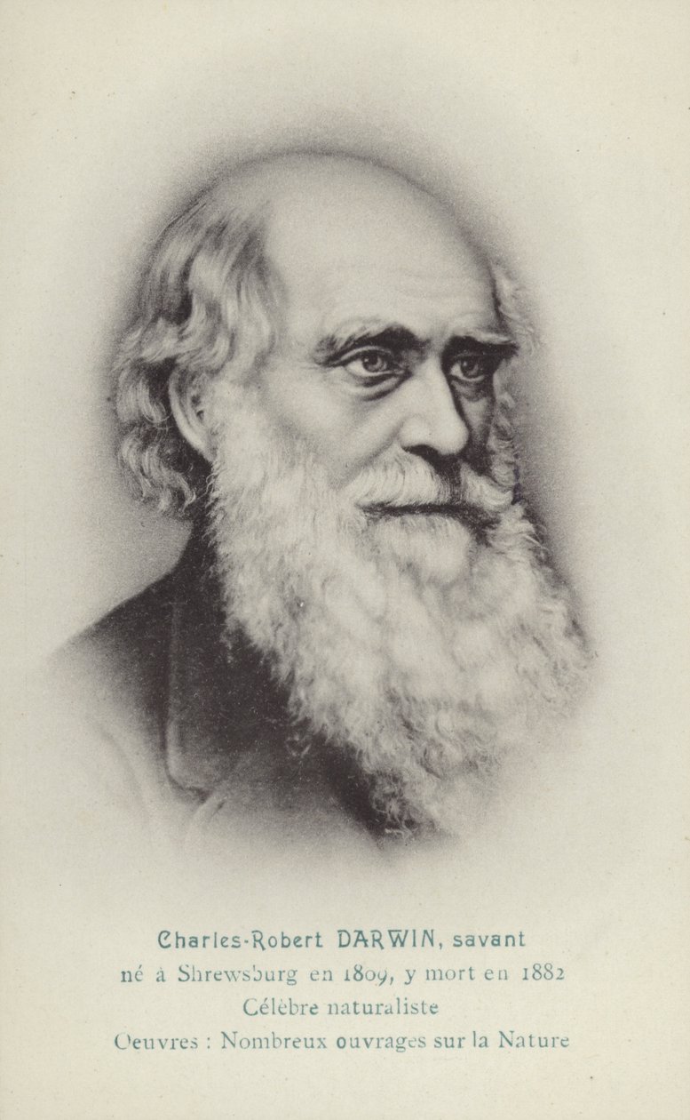 Charles Darwin (1809-1882), engelsk naturforsker (litografi) af French School