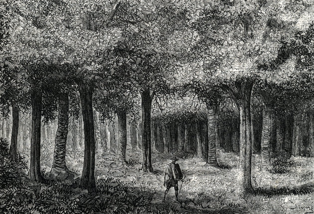 Cinchona træskov, der producerer cinchonabark til behandling af malaria, Peru (gravering) 1888 af French School