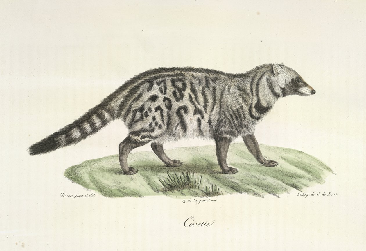 Civet, fra Natural History of Pattedyr (farve litho) af French School