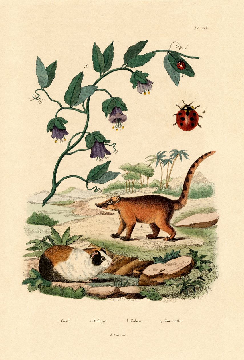Coati, 1833-39 af French School
