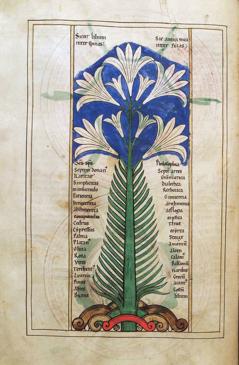 Torsk. Gulf. 1 Gud. lat. (31v) , En lilje (lilje longiflorum), fra Liber Floridus af Lambert de Saint-Omer c.1120 af French School
