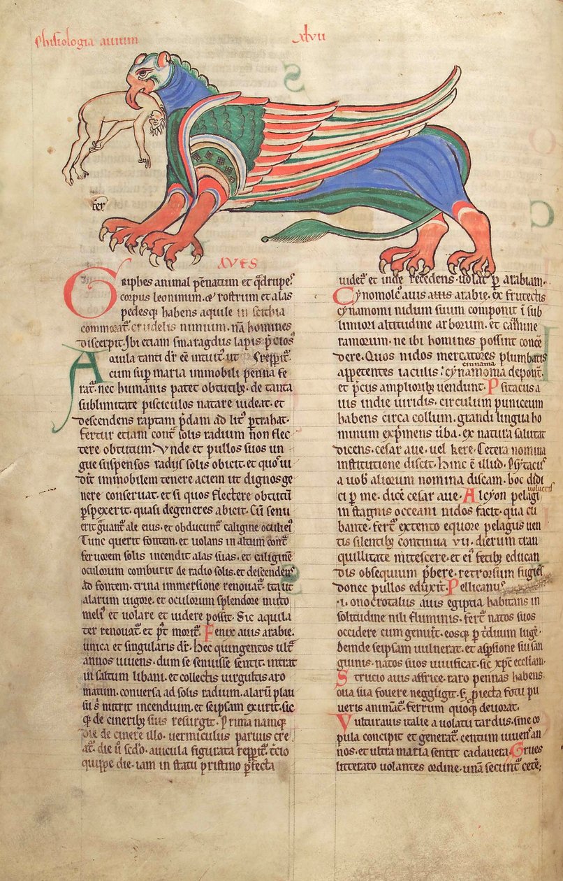 Torsk. Gulf. 1 Gud. lat. 39v, A Griffin Devouring a Man, fra Liber Floridus af Lambert de Saint-Omer c.1120 af French School