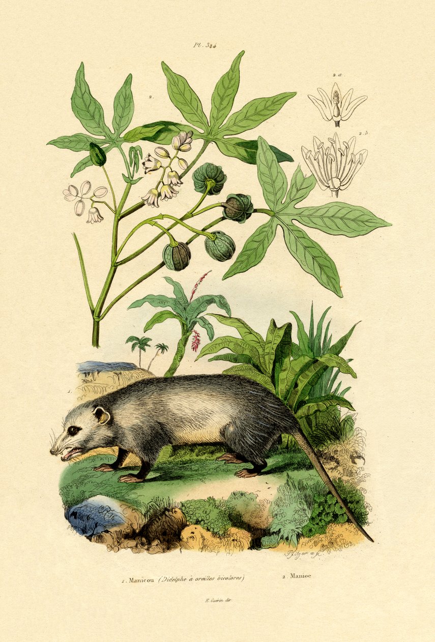 Almindelig Opossum af French School