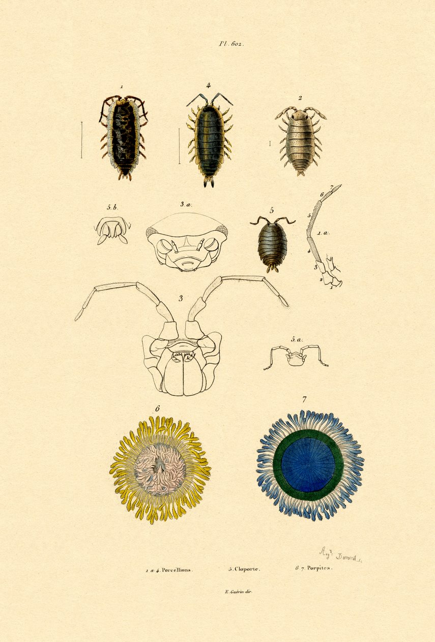 Almindelig Pille Skovlus, 1833-39 af French School