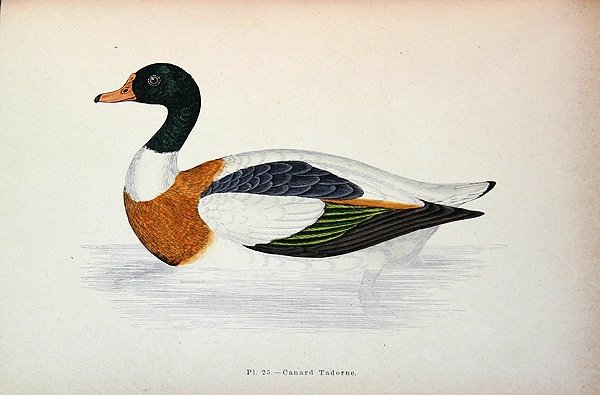 Almindelig Shelduck (farvegravering) af French School