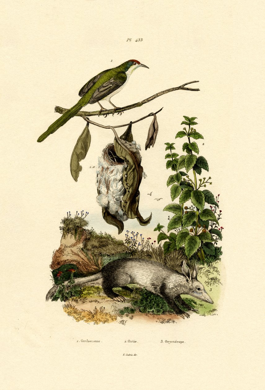 Almindelig Skrædderfugl, 1833-39 af French School