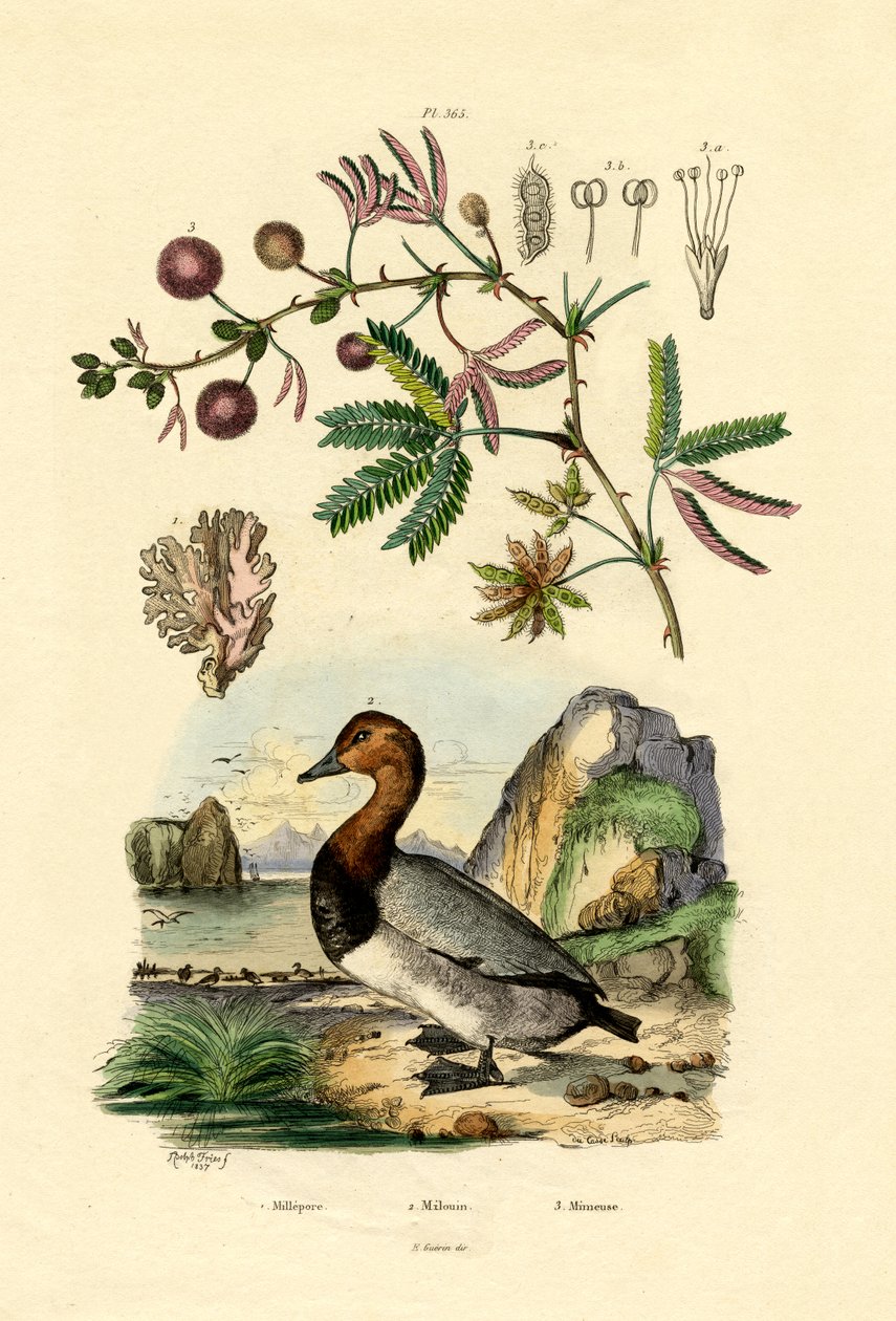 Koral, 1833-39 af French School