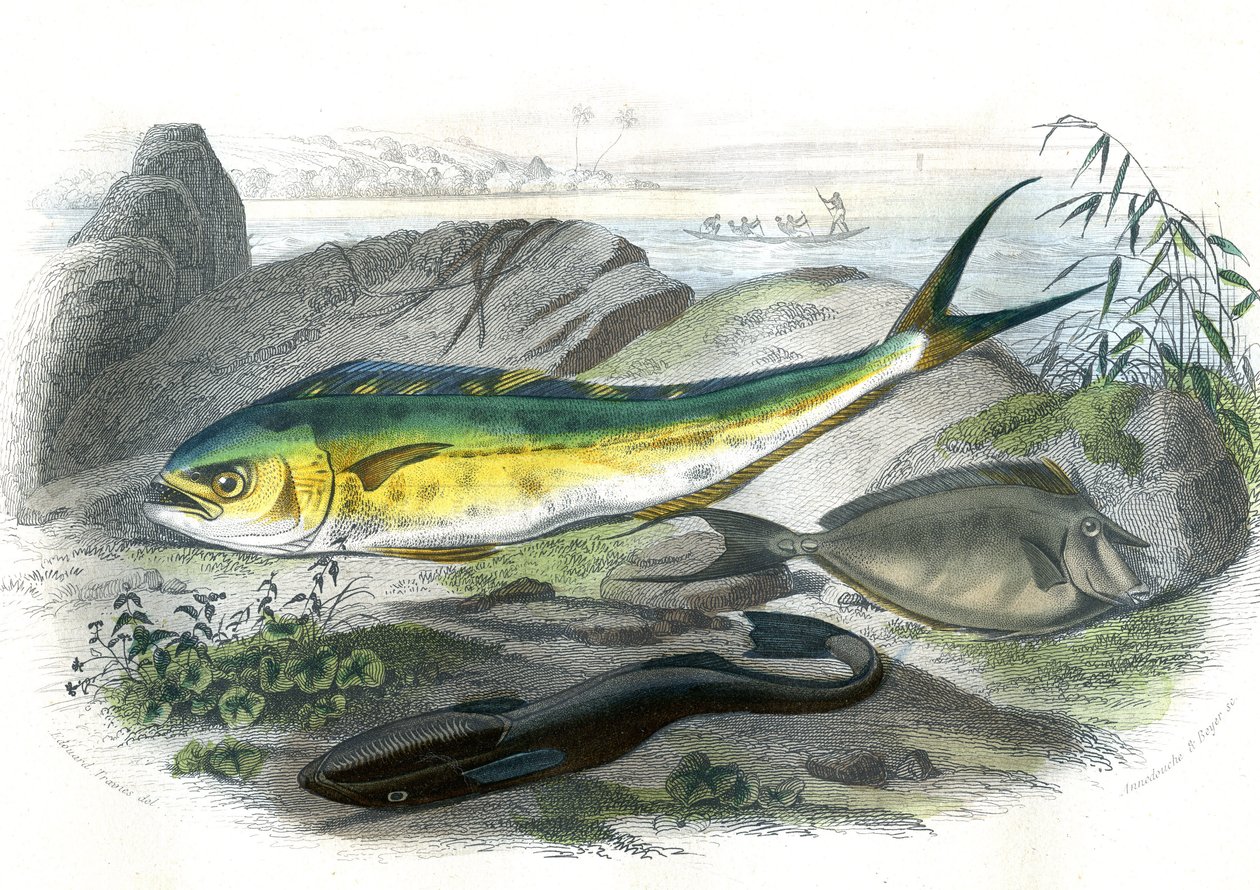 Coryphene Hippurus (coryphene brasen, cameleon fish) - En bas: echeneis remora et le nason licornet - Tallerken udvundet fra Natural History af Bernard Germain de Lacepede (1856-1925), udgave P.Furme, Paris af French School