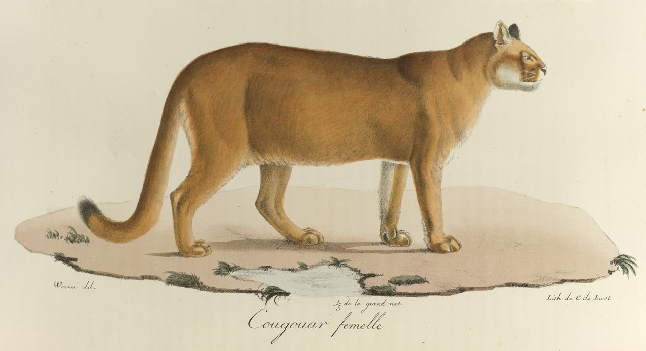 Cougar, En kvindelig puma, fra 