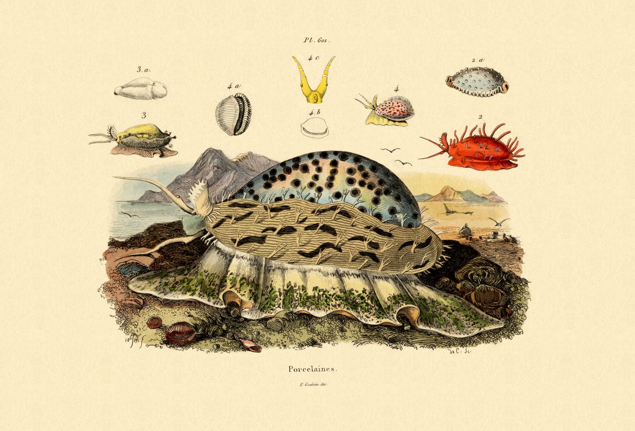 Cowrie Shells, 1833-39 af French School