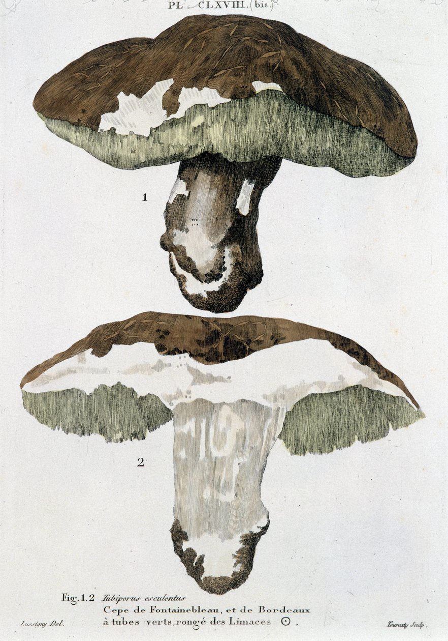 Boletus fra Fontainebleau og Bordeaux - i "Behandling af svampe"" af Jean Jacques Paulet af French School
