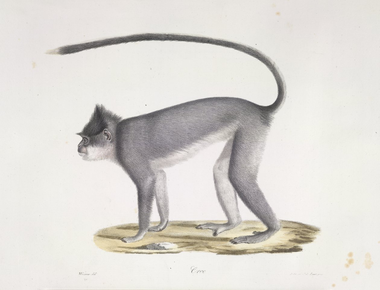 Croo. En abe, fra Natural History of Mammals (farve litho) af French School
