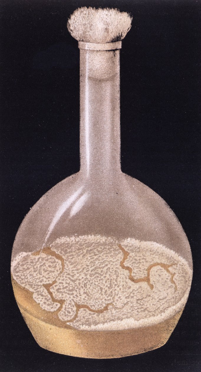 Kultur af menneskelig tuberkulose, fra La Tuberculose et son Bacile af Isidore Strauss (1845-96) 1895 af French School
