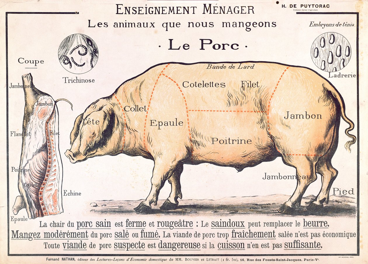 Udskæringer af svinekød, illustration fra en fransk huslig videnskabsmanual af H. de Puytorac, udgivet af Editions Fernand Nathan, slutningen af det 19. århundrede af French School