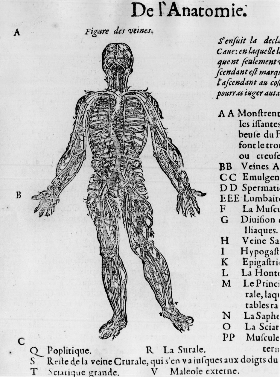 Skæring af den menneskelige krop: blodsystemet, vener. -i "Medical Treatise" af Ambroise Paré, omkring 1560. af French School
