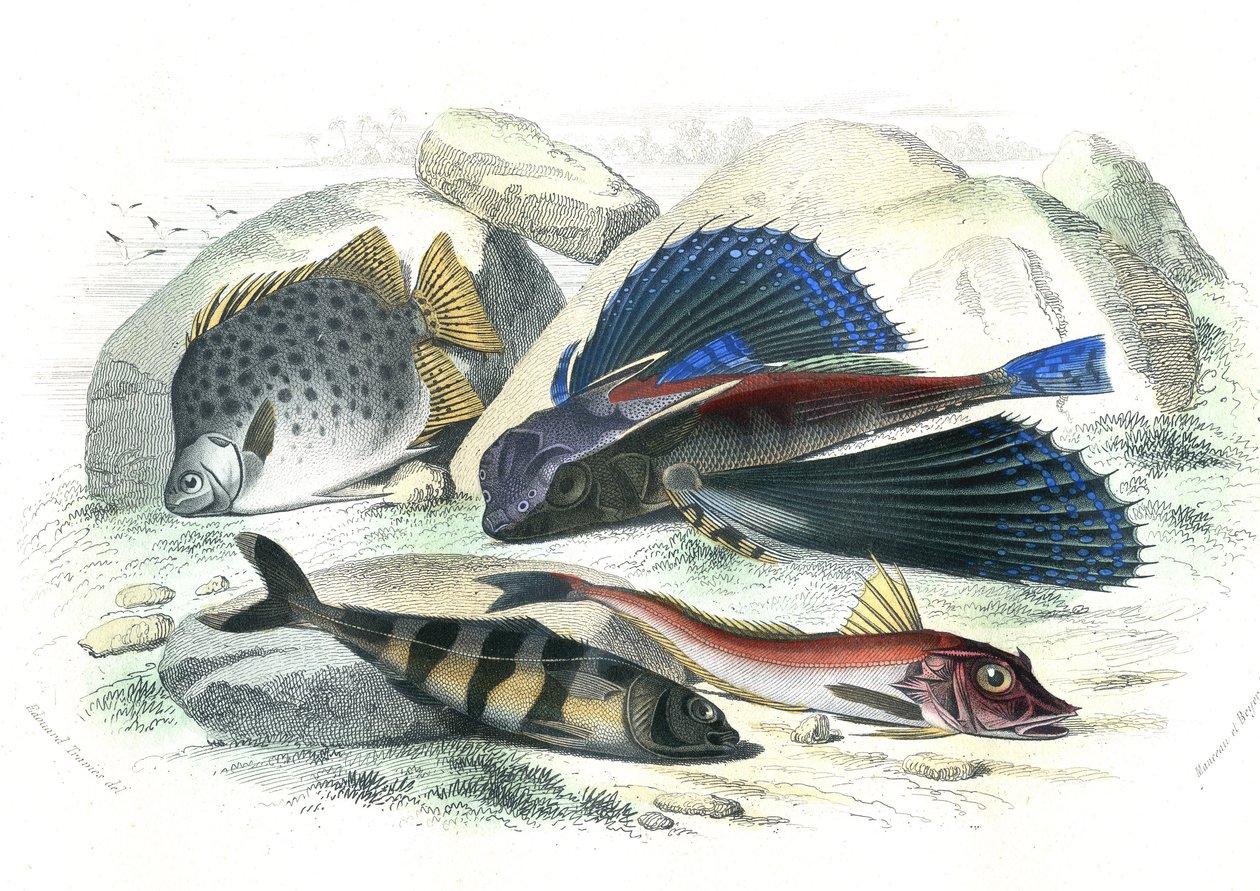 Dactyloptere pirapede (Dactylopterus pirapeda) flyvefisk, Chetodon argus (scatophagus argus), centronote pilote (echeneis naucrate), Trigle Lyre (Genicanthus Melanospilos) - Plade udvundet fra Histoire Naturelle af Bernard Germain de Lacepede (1856-1956-19 af French School