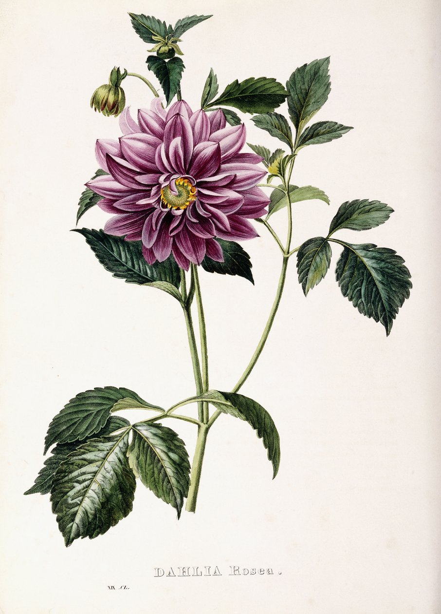Dahlia Rosea, 1715 af French School