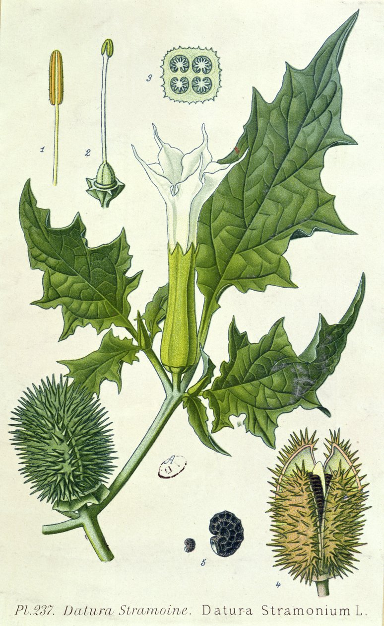 Datura stramonium, botanisk plade af French School