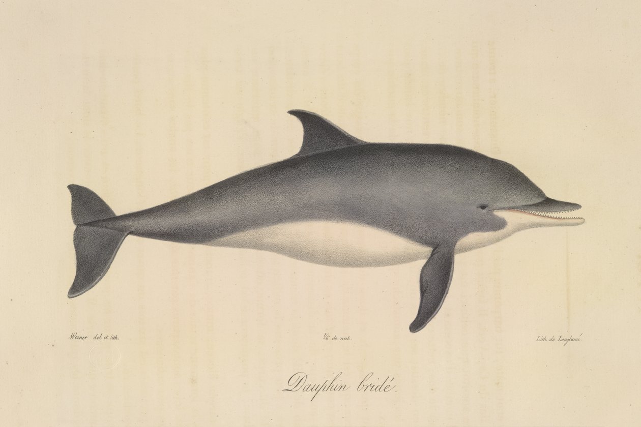 Bridled Dolphin, fra Natural History of Pattedyr (farve litho) af French School