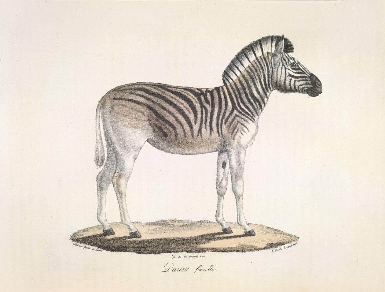 Dauw kvinde. Den stribede quagga, eller Burchells zebra, fra Sydafrika (Asinus Burchellii), fra Natural History of Pattedyr (litho-farve) af French School