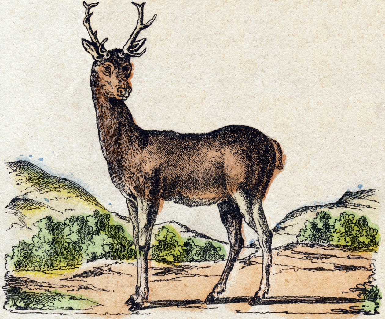Hjort. Indgravering i "" Alphabet des animaux sauvages "". 9. serie. Billede af Epinal, Pellerin, trykkeri-udgiver, ca. 1870. Graveringer på træ, stencileret. 16 sider. Mål: 20 x 15 cm. Privat samling af French School