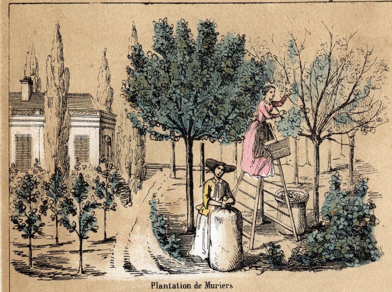 Beskrivelse af afgrøden og silkeprodukter: plantning af muriers. Tavle "" la soie"" i "" les Recreations instructives"" Synoptisk maleri af Jules DELBRUCK, stik fra 1860. Privat samling. af French School