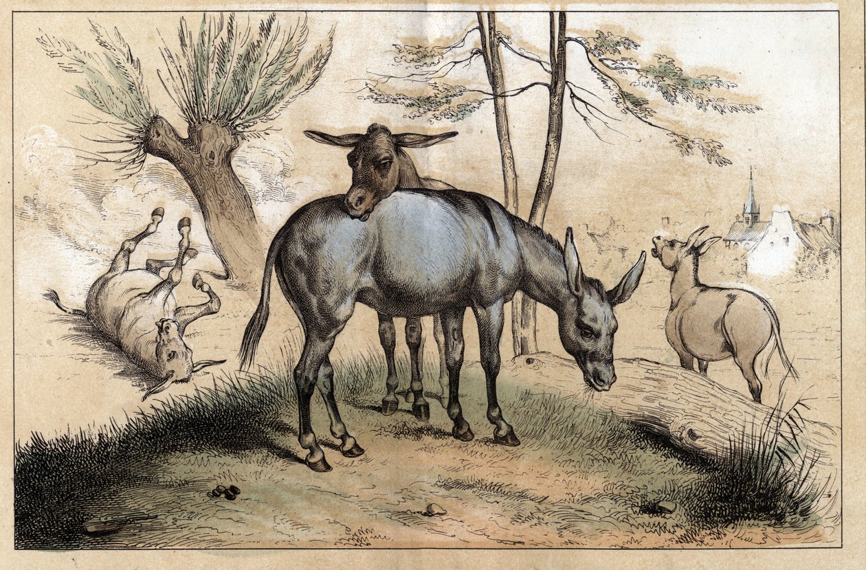 Beskrivelse af de forskellige produkter og anvendelser af æsel: to æsler i ét. Detalje af tavlen "" Æslet og dets produkter"" i "" Les Recreations instructives"" Synoptisk maleri af Jules DELBRUCK, gravering fra 1860. Privat samling. af French School
