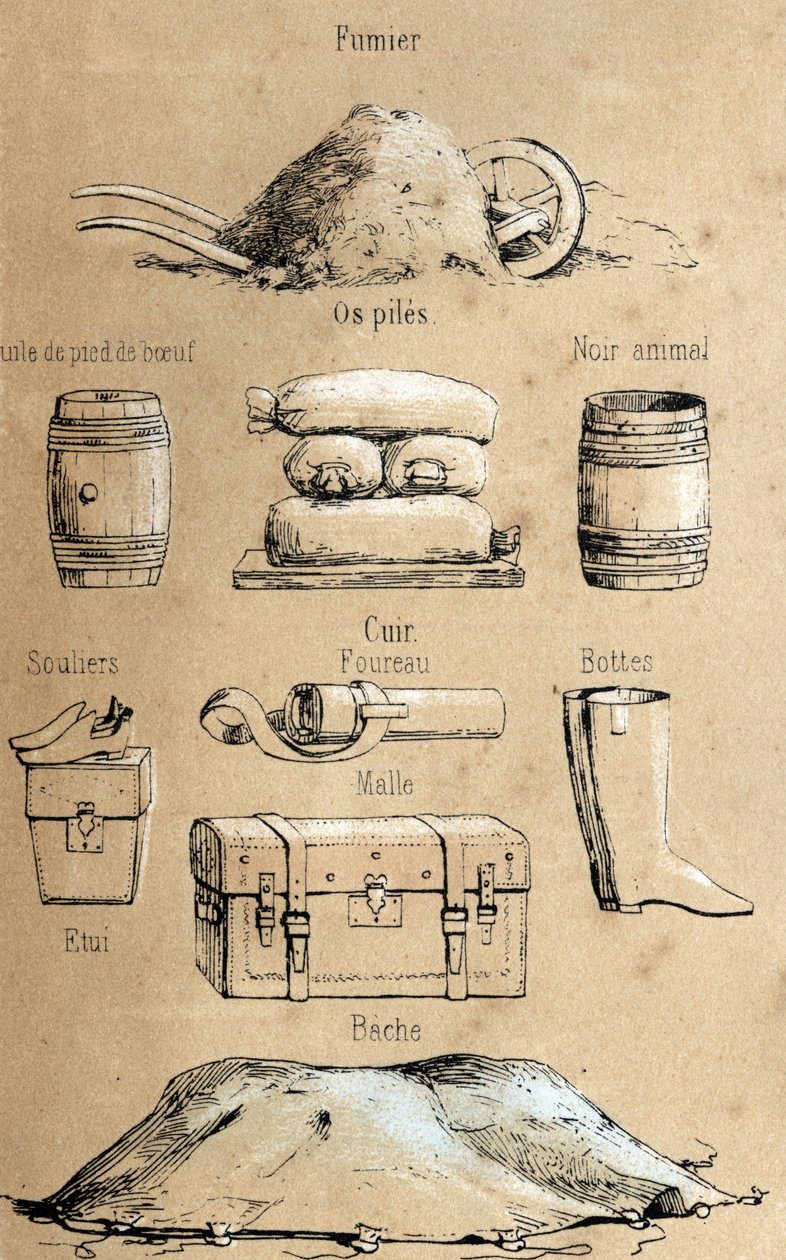 Beskrivelse af de forskellige produkter og anvendelser af ko: alle slags genstande fremstillet af ko (oksekødsfodolie, lædergenstande, gødning). Tavle "" La coache et ses produits"" i "" les Recreations instructives"" Synoptisk maleri af Jules DELBRUCK, gr af French School