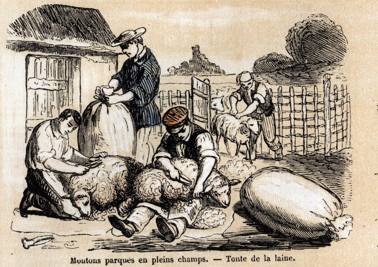 Beskrivelse af de forskellige anvendelser og produkter af får: fåreopskæring. Tavle "" Les Moutons"" i "" les Recreations instructives"" Synoptisk maleri af Jules DELBRUCK, gravering fra 1860. Privat samling. af French School
