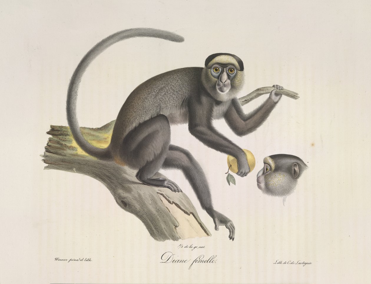 Diana, en hunabe, fra Natural History of Mammals (farve litho) af French School